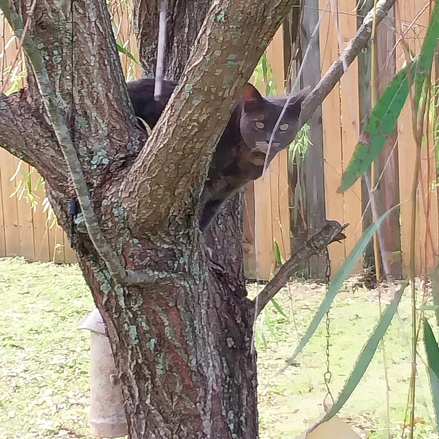 Baby Bee joined the competition — help win amazing prizes! animal, backyard, bird_feeder, branches, camouflage, cat, curious, daylight, feline, gray_cat, greenery, leaf, mammal, nature, outdoor, pet, quiet, tree, wildlife, wooden_fence