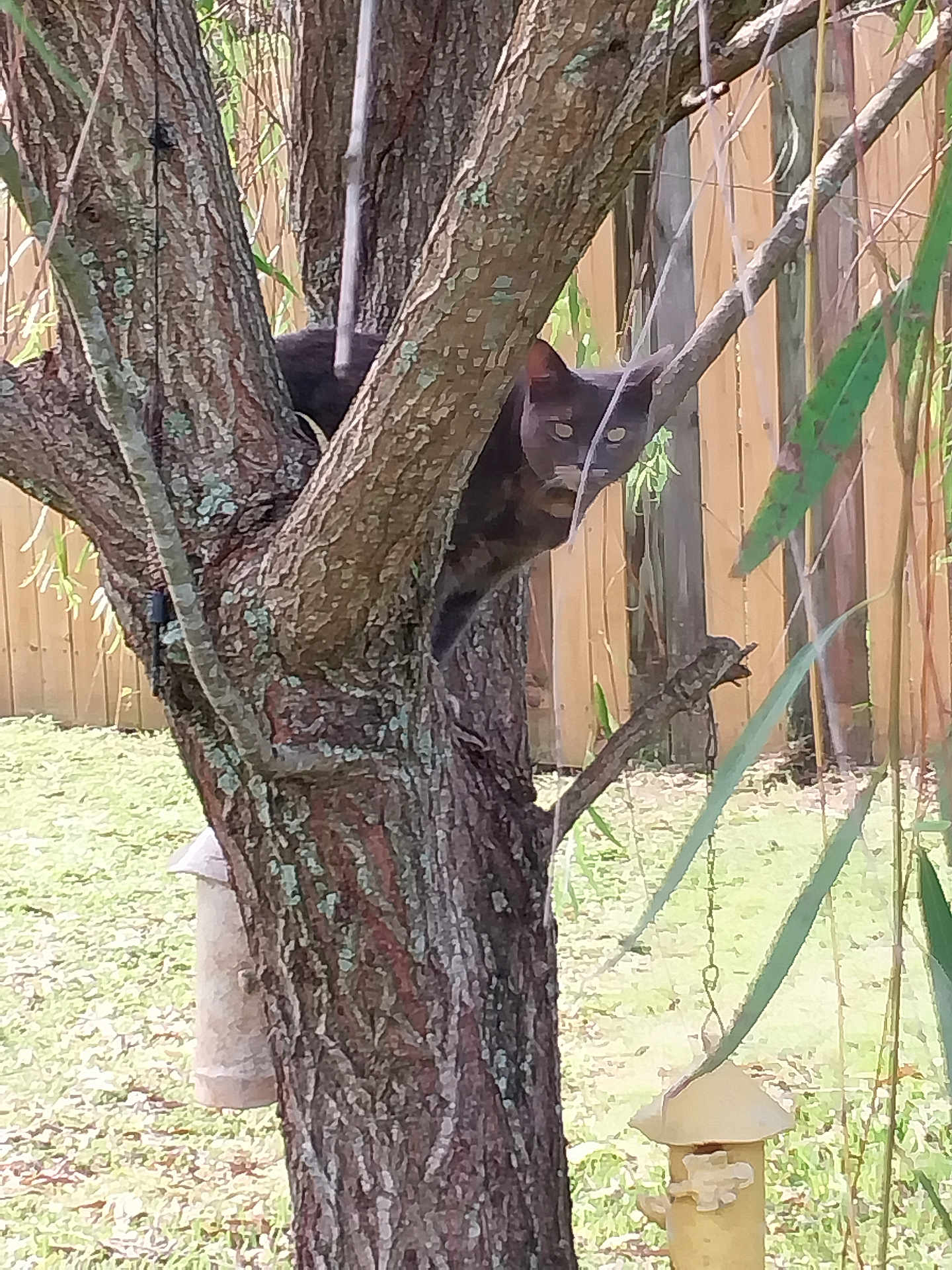 Baby Bee joined the competition — help win amazing prizes! cat, tree, backyard, wooden_fence, branches, gray_cat, animal, outdoor, nature, bird_feeder, curious, pet, wildlife, greenery, daylight, mammal, quiet, camouflage, feline, leaf