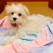 Mia is registered to the contest to win money with this photo: puppy, dog, white_fur, fluffy, collar, pink, blanket, pastel_colors, soft_texture, indoor, cute, pet, animal, fur, lying_down, small_dog, portrait, young, companion, curious