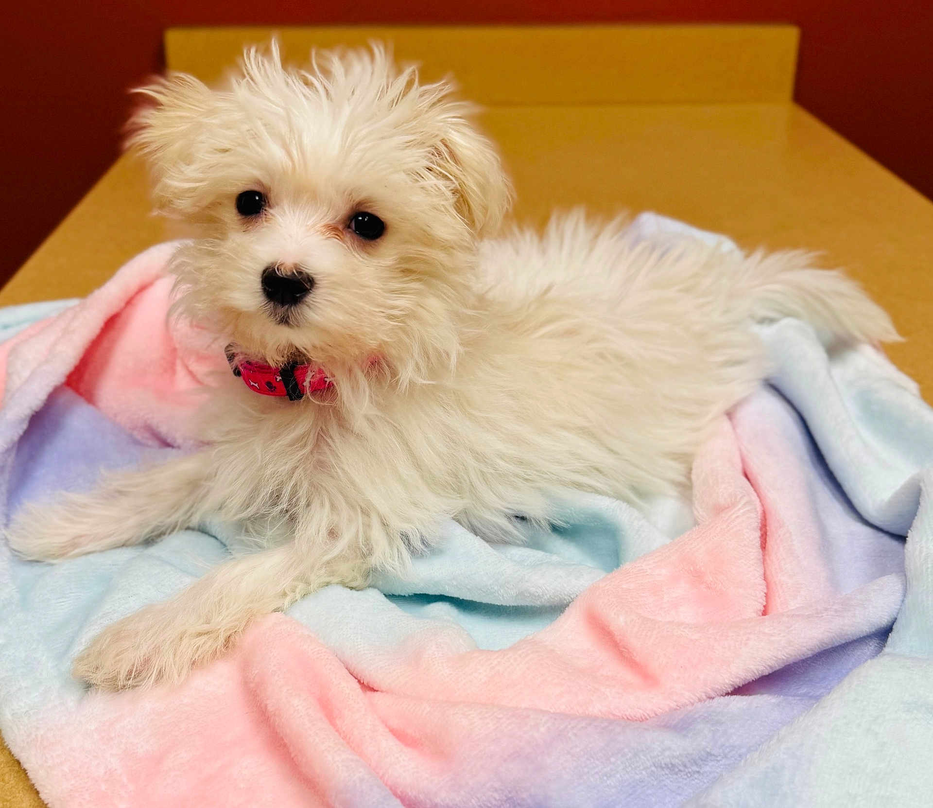 Mia is registered to the contest to win money with this photo: puppy, dog, white_fur, fluffy, collar, pink, blanket, pastel_colors, soft_texture, indoor, cute, pet, animal, fur, lying_down, small_dog, portrait, young, companion, curious