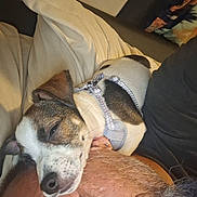 Rocket Man is registered to the contest to win money with this photo: affection, animal, bed, blanket, closeup, comfort, companion, cozy, dog, face, friendship, harness, human, indoor, man, nap, pet, relaxing, resting, sleeping