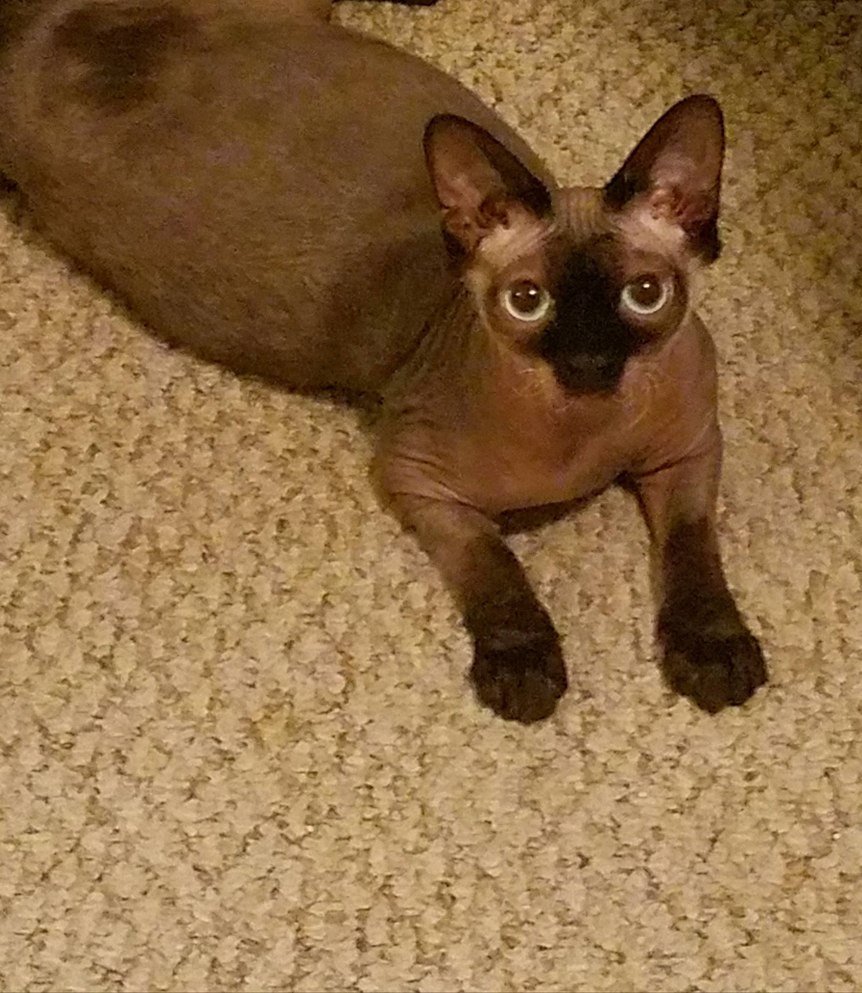 Breezy joined the competition — help win amazing prizes! asian, burmese, carnivore, cat, cornish_rex, devon_rex, fawn, felidae, german_rex, kitten, mammal, peterbald, rex_cat, siamese, small_to_medium_sized_cats, sphynx, thai, tonkinese, vertebrate, whiskers