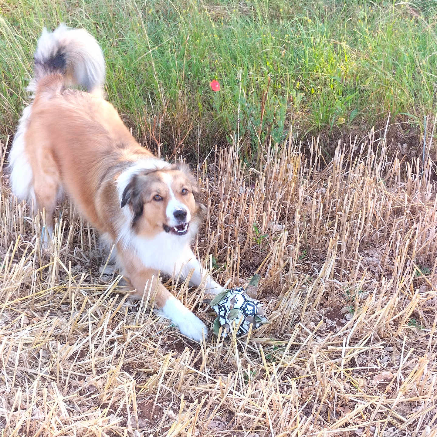 Deschamps Nadia a rejoint le concours — aidez-le/la à gagner de superbes lots ! active, animal, ball, brown, canine, dog, dry_grass, excited, field, fur, grass, greenery, happy, nature, outdoor, pet, playing, tail, toy, white