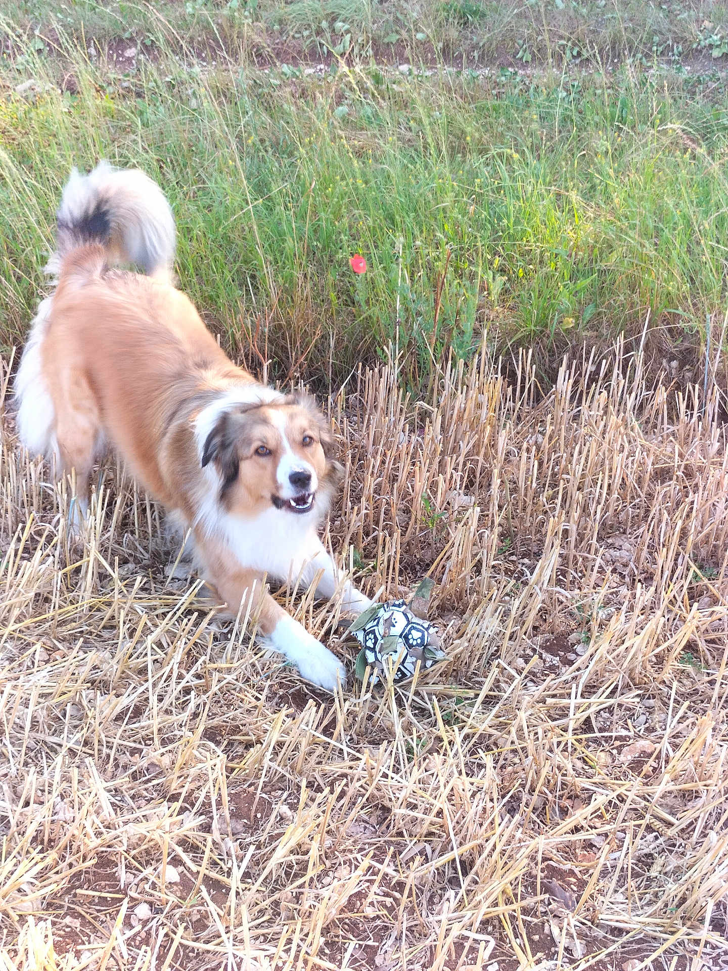 Deschamps Nadia a rejoint le concours — aidez-le/la à gagner de superbes lots ! dog, playing, ball, field, grass, dry_grass, greenery, outdoor, animal, pet, fur, tail, nature, happy, active, toy, canine, brown, white, excited