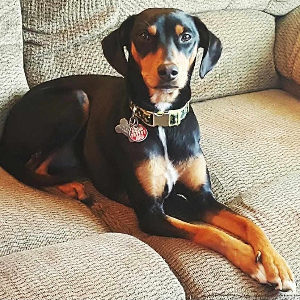 Loki Ragnar is registered to the contest to win money with this photo: animal, black_and_tan, canine, collar, companion, couch, dog, domestic, ears, eyes, fur, furniture, house, indoor, paw, pet, relaxed, resting, snout, tag