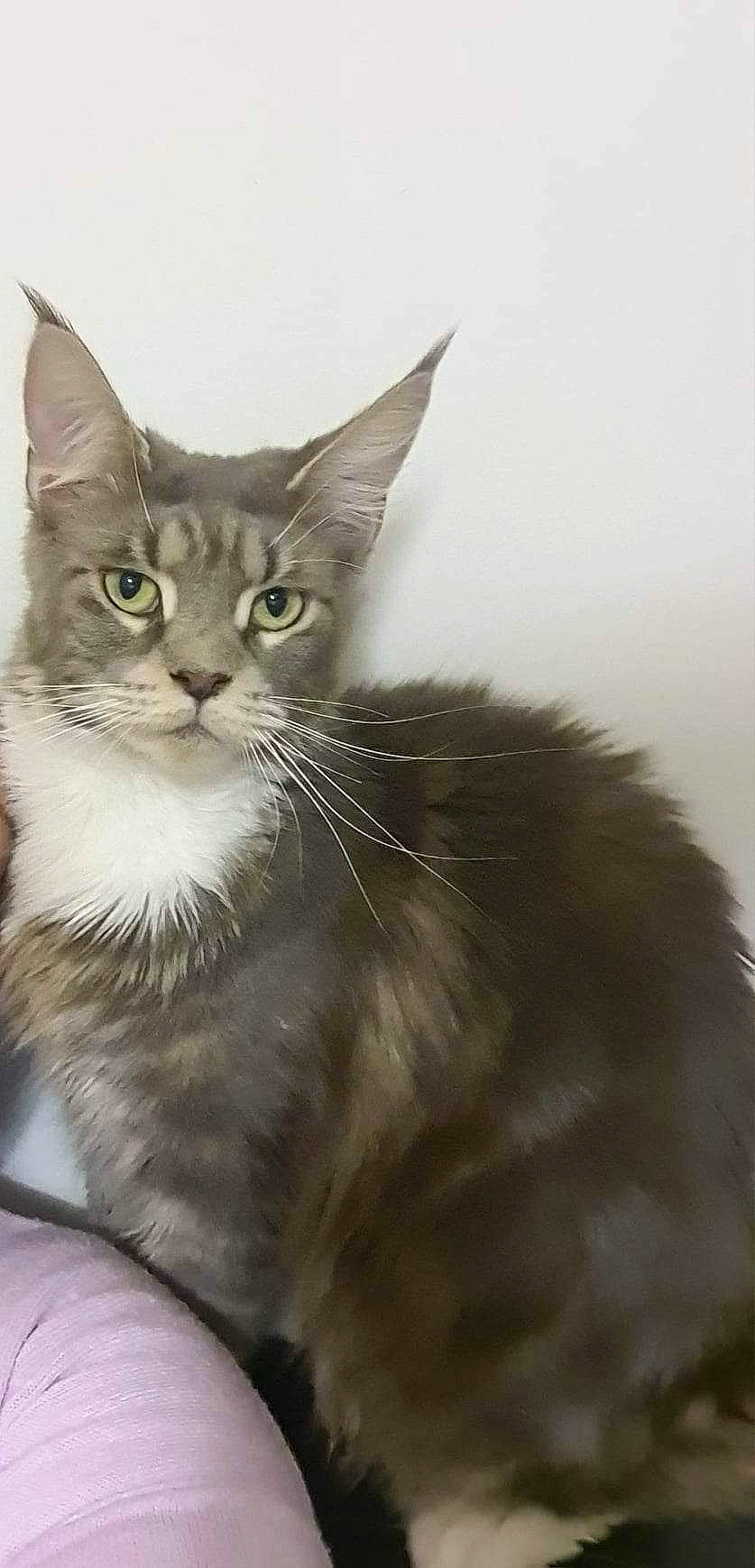 Sally a rejoint le concours — aidez-le/la à gagner de superbes lots ! box, carnivore, cat, claw, domestic_short_haired_cat, felidae, fur, paw, small_to_medium_sized_cats, snout, tail, terrestrial_animal, whiskers, window