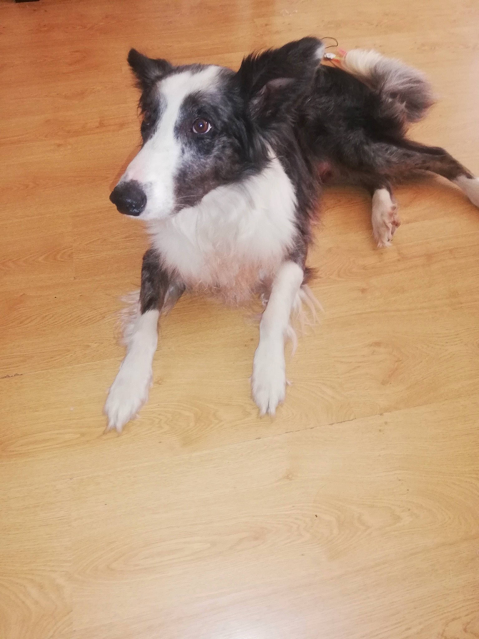 Nokia participe au concours pour gagner de l'argent avec cette photo : border_collie, canidae, carnivore, companion_dog, dog, dog_breed, flooring, fur, hardwood, herding_dog, laminate_flooring, plank, snout, sporting_group, varnish, whiskers, wood, wood_flooring, wood_stain, working_dog