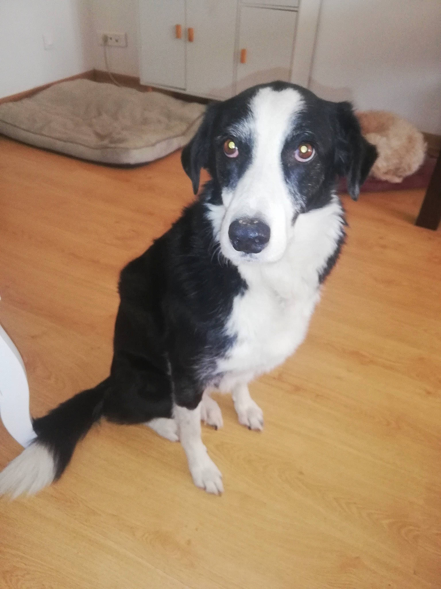 Jaya participe au concours pour gagner de l'argent avec cette photo : australian_collie, borador, canidae, carnivore, companion_dog, dog, dog_breed, flooring, fur, hardwood, herding_dog, snout, sporting_group, tail, terrestrial_animal, whiskers, wood, wood_flooring, working_animal, working_dog