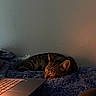 Tails joined the competition — help win amazing prizes! cat, tabby_cat, sleeping, pet, animal, whiskers, ears, striped_fur, blanket, bed, bedroom, laptop, computer, screen, indoors, cozy, relaxing, warm_lighting, home, nap