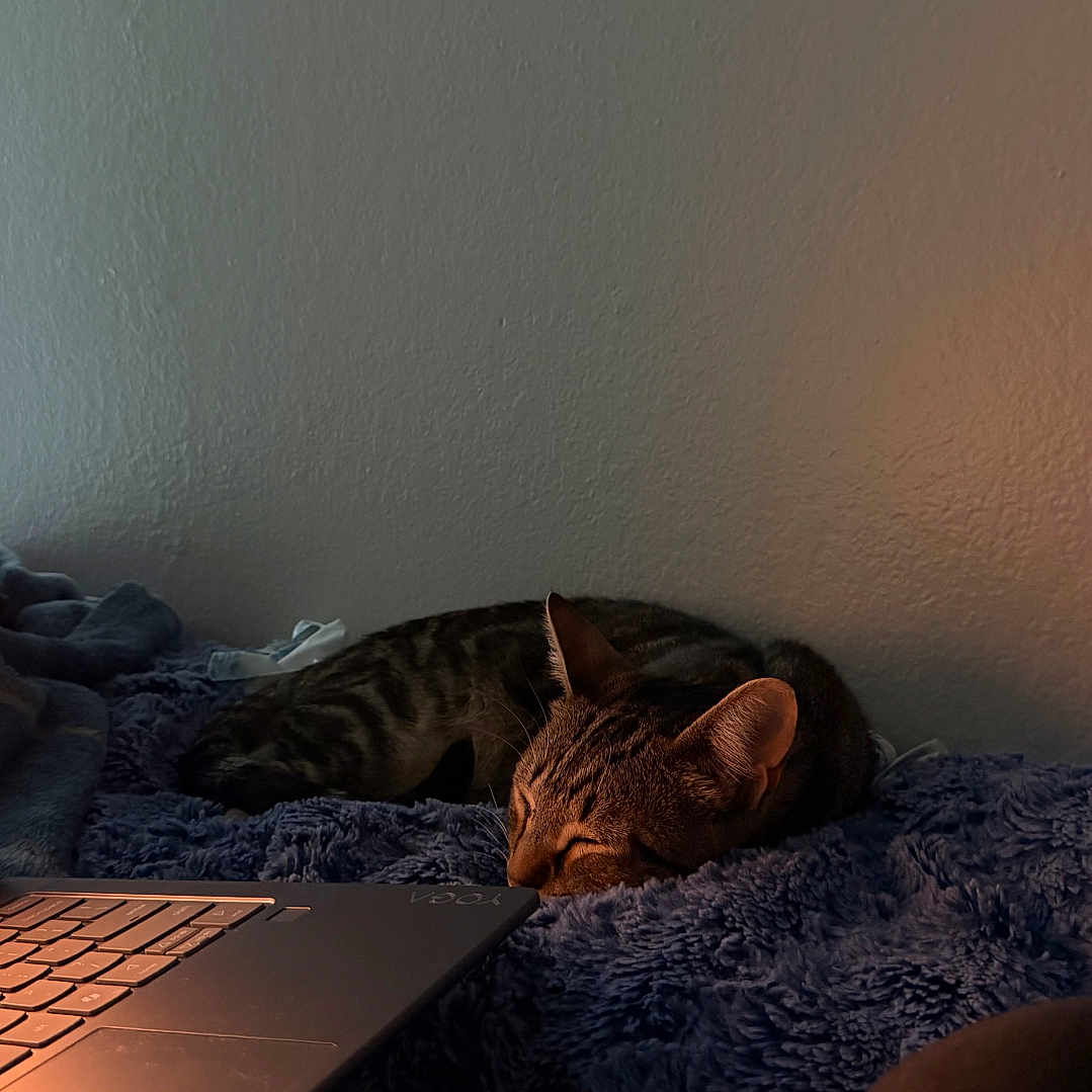 Tails joined the competition — help win amazing prizes! cat, tabby_cat, sleeping, pet, animal, whiskers, ears, striped_fur, blanket, bed, bedroom, laptop, computer, screen, indoors, cozy, relaxing, warm_lighting, home, nap
