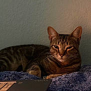 Tails joined the competition — help win amazing prizes! cat, tabby_cat, pet, animal, feline, striped_fur, green_eyes, whiskers, pointed_ears, lying_down, relaxed, blanket, bed, cozy, indoor, home, laptop, keyboard, warm_lighting, portrait