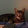 cat, tabby_cat, pet, animal, feline, striped_fur, green_eyes, whiskers, pointed_ears, lying_down, relaxed, blanket, bed, cozy, indoor, home, laptop, keyboard, warm_lighting, portrait