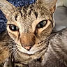 Tails joined the competition — help win amazing prizes! cat, tabby_cat, feline, pet, animal, portrait, close_up, face, whiskers, ears, eyes, fur, striped_fur, brown, gray, indoor, cozy, blanket, lying_down, looking_at_camera