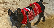 Molly is registered to the contest to win money with this photo: dog, french_bulldog, pet, animal, indoor, floor, marble, clothing, sweater, red, black, cute, small, ears, standing, looking, curious, holiday, reindeer, festive
