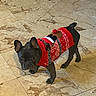 dog, french_bulldog, pet, animal, indoor, floor, marble, clothing, sweater, red, black, cute, small, ears, standing, looking, curious, holiday, reindeer, festive