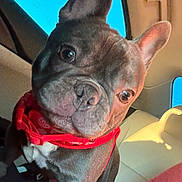 Molly joined the competition — help win amazing prizes! dog, french_bulldog, pet, car, red_harness, ears, head_tilt, sunlight, window, seat, animal, cute, indoors, travel, companion, portrait, canine, friendly, domestic_animal, mammal