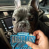 Molly is registered to the contest to win money with this photo: french_bulldog, dog, car_interior, patch, hand, dashboard, window, evening, pet, snout, ears, cute, animal, front_view, car_seat, human_hand, indoor, close_up, leather_seat, blue_patch