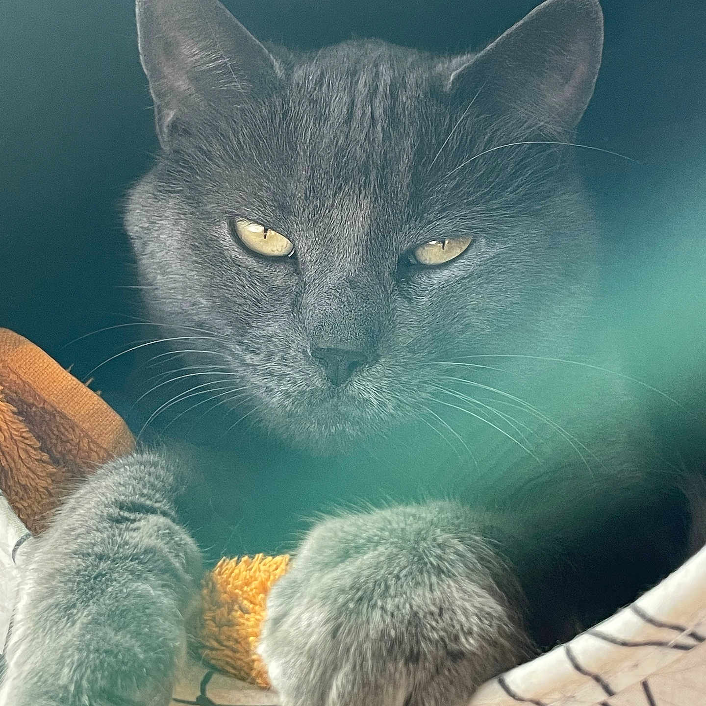 Gaga a rejoint le concours — aidez-le/la à gagner de superbes lots ! abyssinian, angora, animal, blackcat, blanket, cat, chair, electronics, furniture, hardware, kitten, manx, person, pet, rat, rodent, sleeping, snout, towel