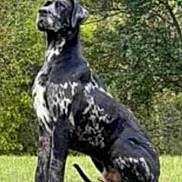 Clyde is registered to the contest to win money with this photo: dog, black_and_white, spotted, sitting, grass, outdoor, nature, canine, pet, animal, greenery, tree, park, mammal, side_view, fur, alert, calm, domestic_dog, daytime