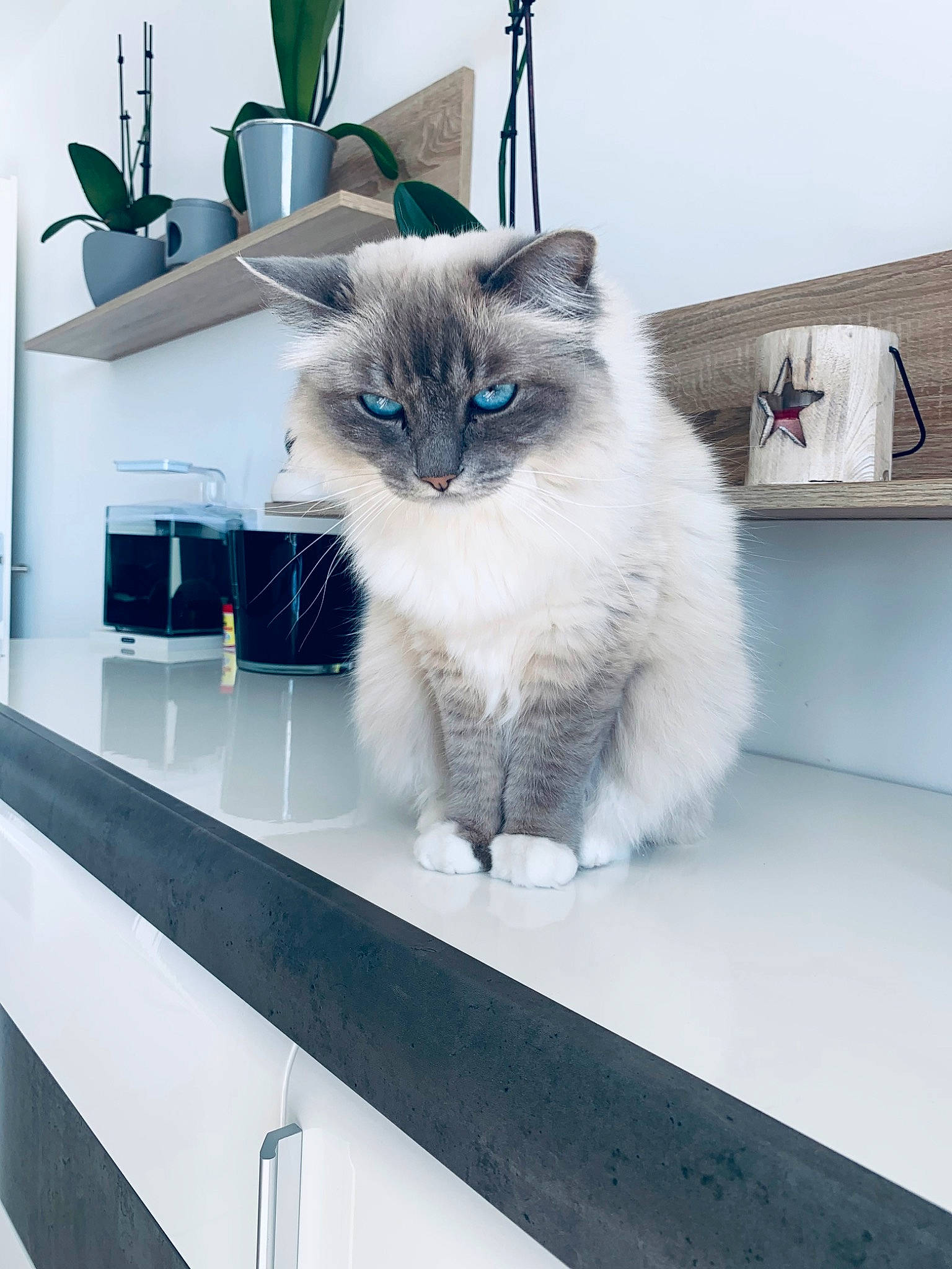 Ness participe au concours pour gagner de l'argent avec cette photo : birman, box, carnivore, cat, comfort, domestic_short_haired_cat, felidae, fur, gas, grey, ragdoll, shelf, shelving, siamese, small_to_medium_sized_cats, snout, tail, thai, whiskers, window
