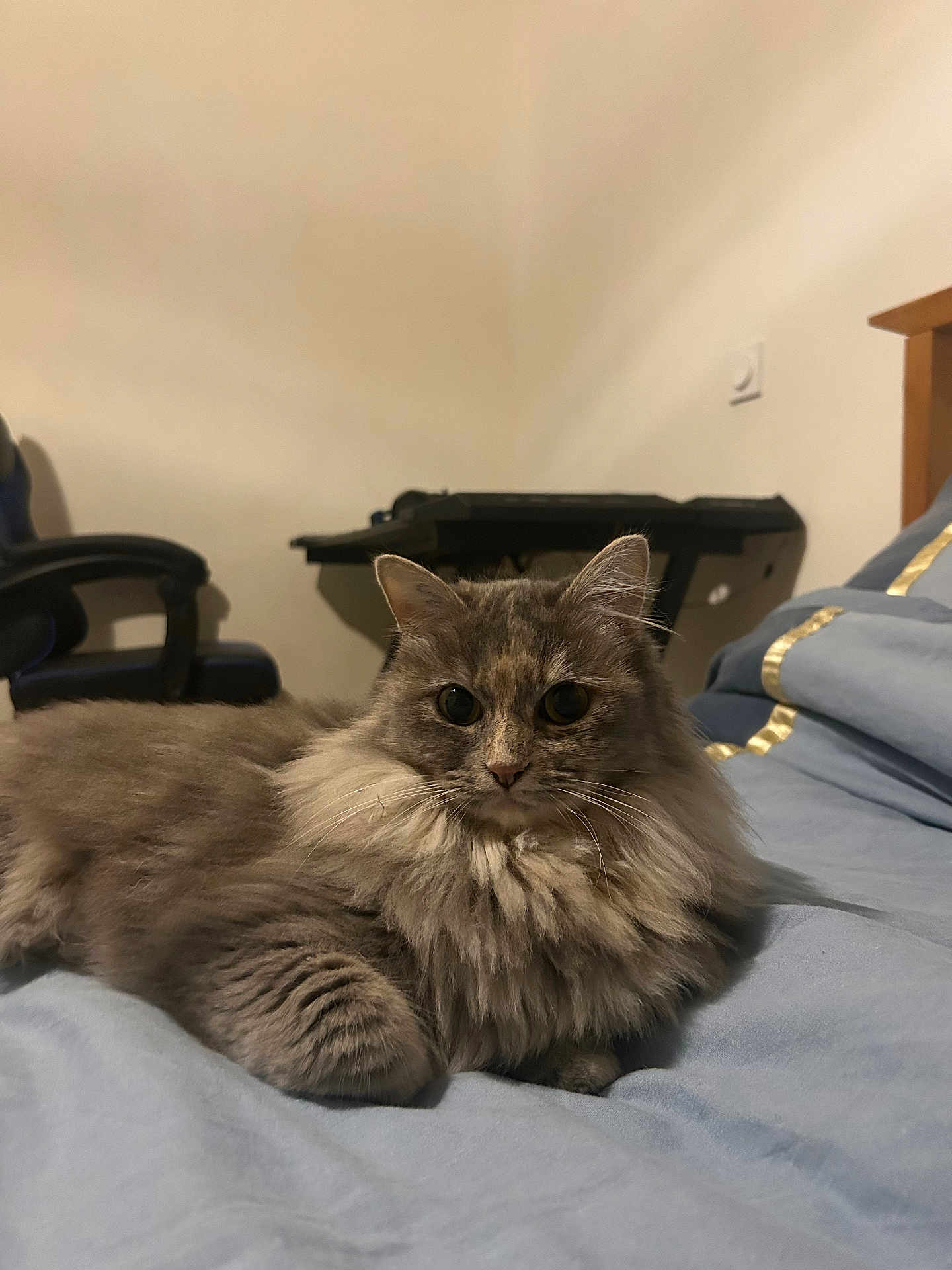 Suki participe au concours pour gagner de l'argent avec cette photo : cat, feline, pet, fluffy, long_hair, gray, portrait, whiskers, ears, paws, bed, bedding, blanket, indoor, cozy, furniture, chair, nightstand, wall, soft_lighting