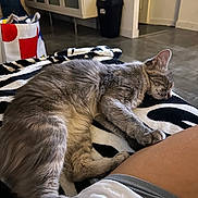 Suki a rejoint le concours — aidez-le/la à gagner de superbes lots ! cat, sleeping_cat, pet, gray_fur, paw, whiskers, striped_blanket, zebra_pattern, human_leg, shorts, lap, home_interior, tiled_floor, cabinet, trash_can, shopping_bag, cozy, nap, relaxed, indoor