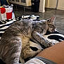 cat, sleeping_cat, pet, gray_fur, paw, whiskers, striped_blanket, zebra_pattern, human_leg, shorts, lap, home_interior, tiled_floor, cabinet, trash_can, shopping_bag, cozy, nap, relaxed, indoor