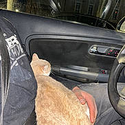 Reacher a rejoint le concours — aidez-le/la à gagner de superbes lots ! cat, pet, beige_cat, fur, lap, hand, car_interior, door_panel, steering_wheel, seatbelt, jacket, night, window, reflection, flash, cozy, sitting, human, close_up, driving
