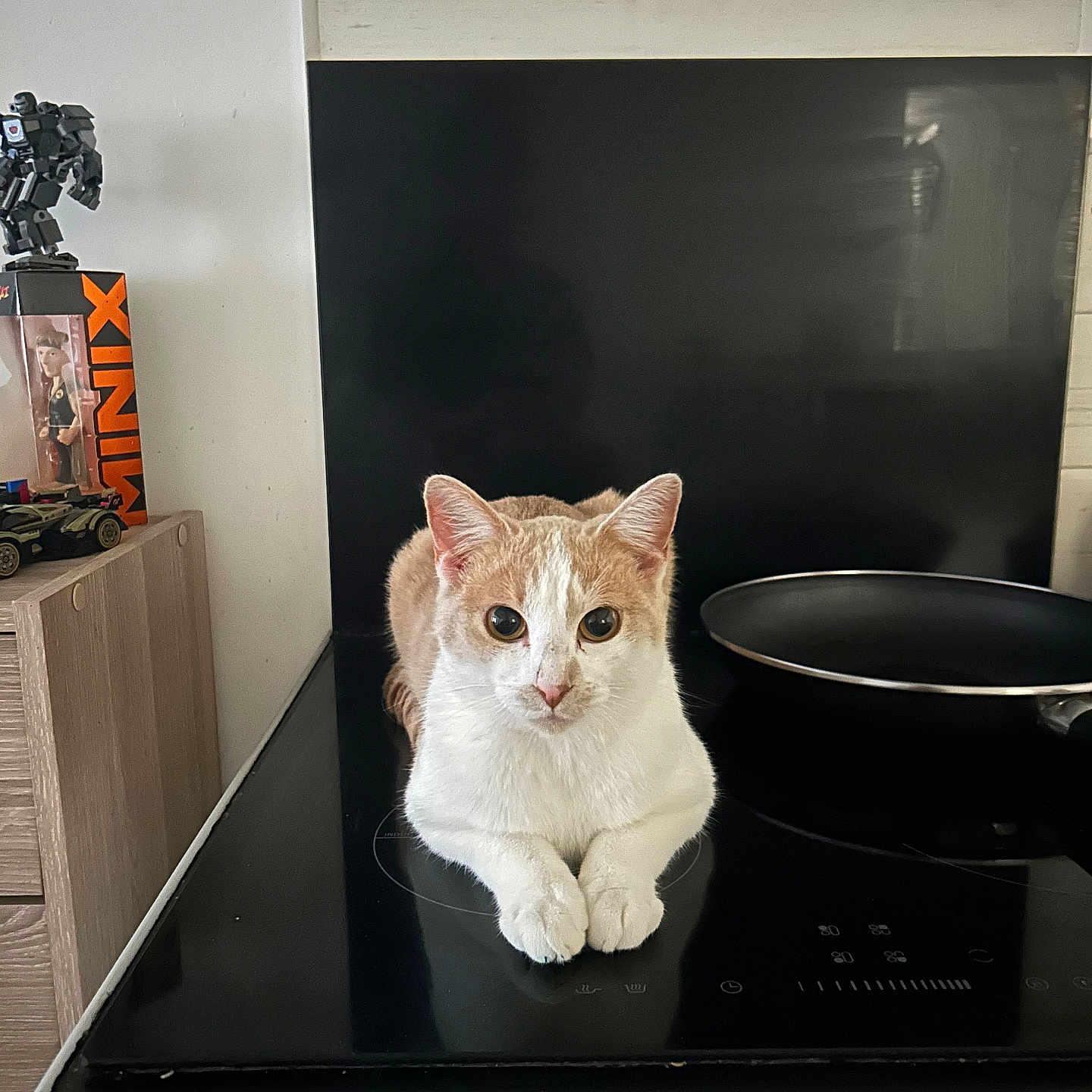 Reacher a rejoint le concours — aidez-le/la à gagner de superbes lots ! black_surface, cabinet, cat, countertop, curious, figurine, frying_pan, home, indoor, induction_hob, kitchen, looking_at_camera, orange_and_white_cat, paws, pet, portrait, sitting, stovetop, toy_box, whiskers