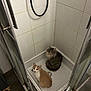 Reacher participe au concours pour gagner de l'argent avec cette photo : cat, cats, two_cats, feline, orange_cat, grey_cat, shower, shower_tray, bathroom, tiles, tile_wall, drain, shower_head, glass_door, curious, sitting, indoor, pet, domestic_animal, fur