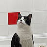 bathroom, black_and_white, cat, clean, curious, domestic_animal, drain, feline, fur, green_eyes, indoor, looking_up, minimalist, paws, pet, red_tile, shower, sitting, tiles, whiskers