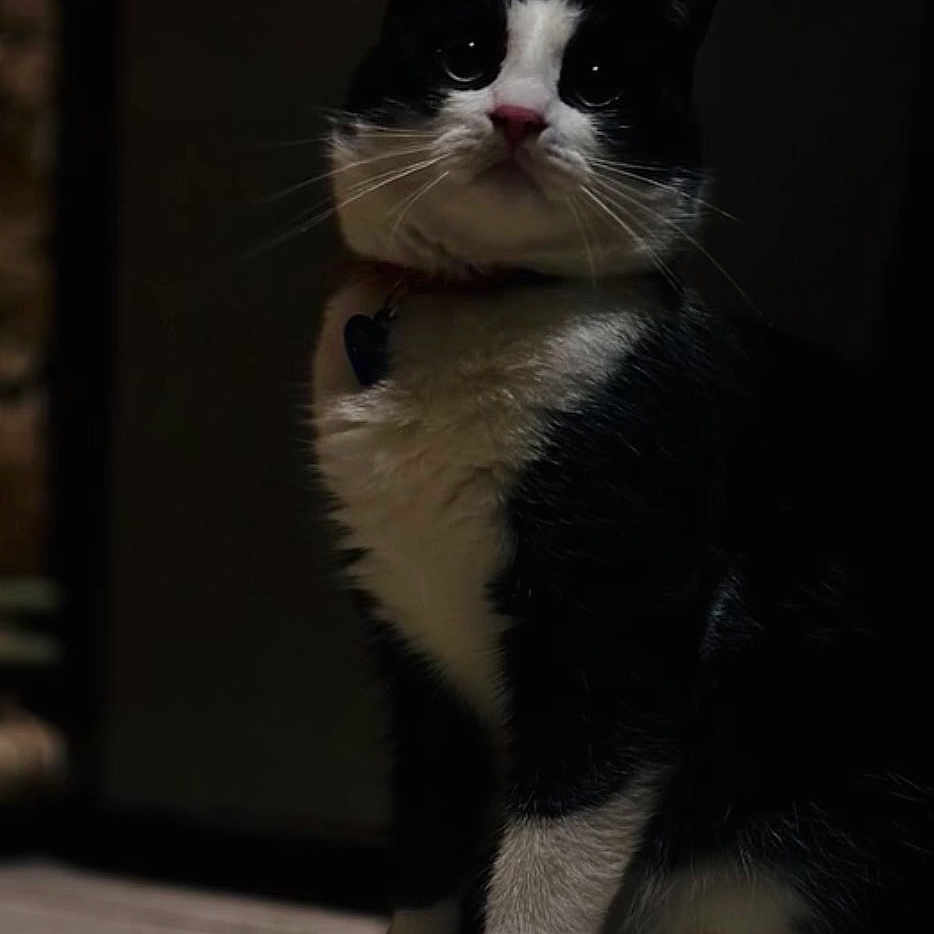 Pearl a rejoint le concours — aidez-le/la à gagner de superbes lots ! cat, black_and_white, pet, animal, feline, indoor, sitting, whiskers, collar, dark_background, shadow, floor, cute, fur, portrait, eyes, paws, domestic_cat, mammal, quiet