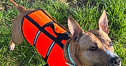 Sanji participe au concours pour gagner de l'argent avec cette photo : dog, life_jacket, orange, grass, pond, water, outdoor, animal, pet, canine, alert, ears_up, collar, nature, summer, daylight, muddy_water, greenery, adventure, swimming