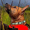 adventure, alert, animal, brown, canine, closeup, cloudy, collar, dog, ears, field, fur, grass, green, nature, outdoor, pet, sky, vest, wildlife