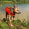 animal, brown_dog, canine, collar, daytime, dog, ears, grass, greenery, lake, life_jacket, nature, outdoor, pet, riverbank, shaking, sunny, water, water_droplets, wet