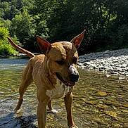 Sanji participe au concours pour gagner de l'argent avec cette photo : dog, water, stream, nature, outdoor, forest, rocks, sunlight, trees, daylight, animal, canine, wet, riverbed, summer, playful, pet, muzzle, ears, tongue