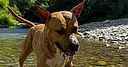 Sanji participe au concours pour gagner de l'argent avec cette photo : animal, canine, daylight, dog, ears, forest, muzzle, nature, outdoor, pet, playful, riverbed, rocks, stream, summer, sunlight, tongue, trees, water, wet