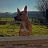 Sanji a rejoint le concours — aidez-le/la à gagner de superbes lots ! dog, outdoor, sunlight, wall, grass, tree, sky, nature, animal, pet, fence, field, sun, daytime, canine, alert, backlit, rural, portrait, quiet