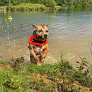 Sanji participe au concours pour gagner de l'argent avec cette photo : active, adventure, animal, canine, dog, grass, greenery, lake, life_jacket, nature, outdoor, pet, playful, recreation, riverbank, splash, summer, sunlight, water, wet