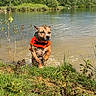 active, adventure, animal, canine, dog, grass, greenery, lake, life_jacket, nature, outdoor, pet, playful, recreation, riverbank, splash, summer, sunlight, water, wet