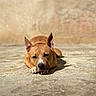 Sanji a rejoint le concours — aidez-le/la à gagner de superbes lots ! dog, lying_down, sunlight, concrete, ears_up, relaxed, outdoor, pet, brown_dog, canine, animal, resting, shadow, paws, short_hair, daylight, quiet, calm, alone, wall