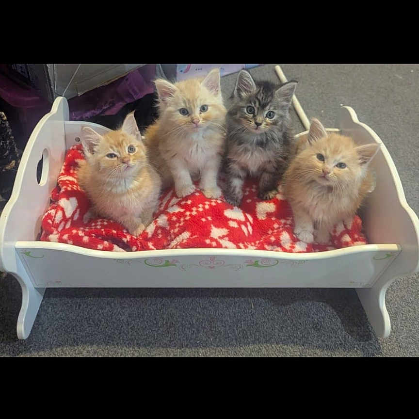 Maine Coon Mayhem joined the competition — help win amazing prizes! animal, bed, canine, cat, couch, cradle, crib, dog, dogbed, furniture, infantbed, jar, kitten, manx, pet, plant, planter, pottedplant, pottery, vase