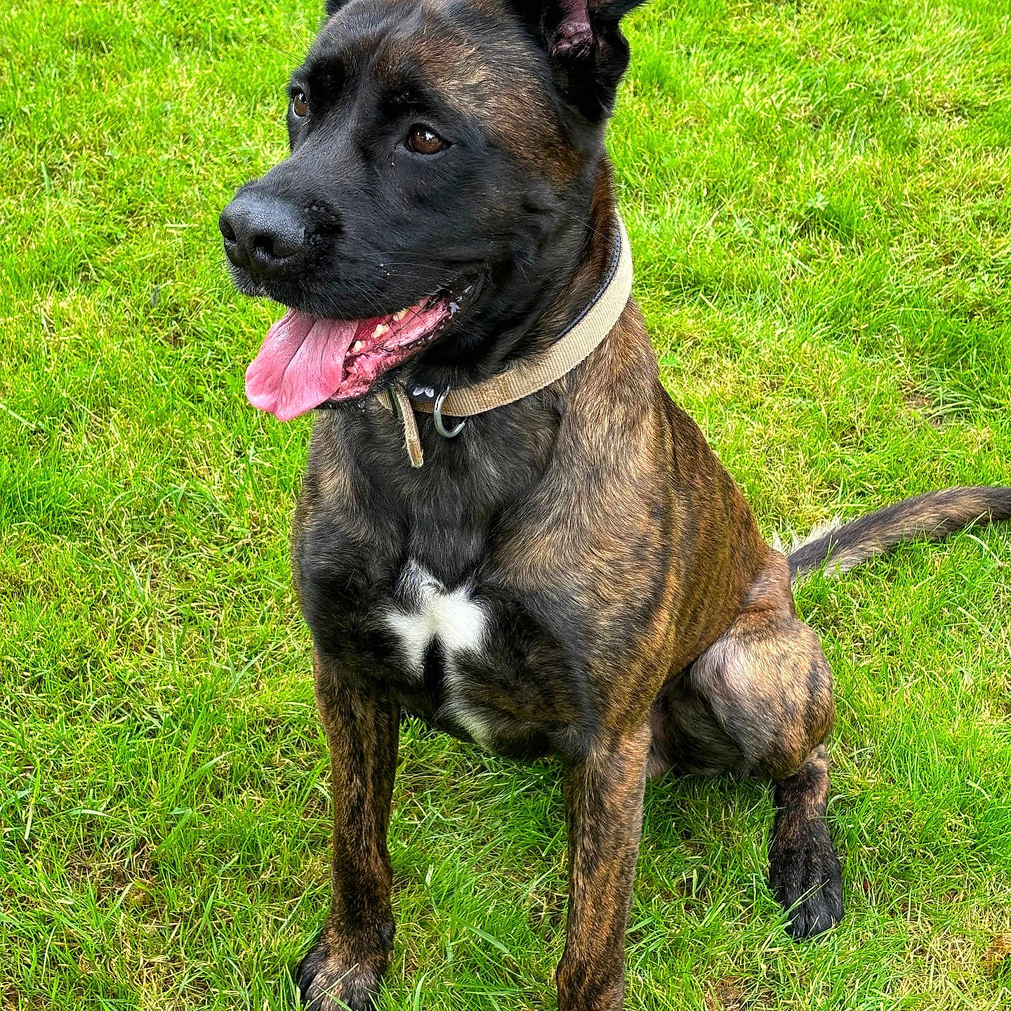 Tyron a rejoint le concours — aidez-le/la à gagner de superbes lots ! accessories, animal, boxer, bulldog, canine, dog, field, frenchbulldog, grass, grassland, hound, labradorretriever, lawn, nature, pet, pitbull, plant, policedog, puppy, strap
