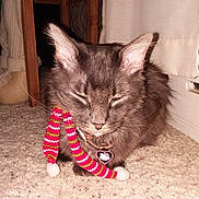 Joey Johnson is registered to the contest to win money with this photo: carpet, cat, chair, close_up, collar, curtains, cute, domestic_animal, feline, floor, fluffy, gray_cat, hello_kitty_tag, indoor, pet, pom_poms, scarf, sleepy, whiskers, wooden_furniture