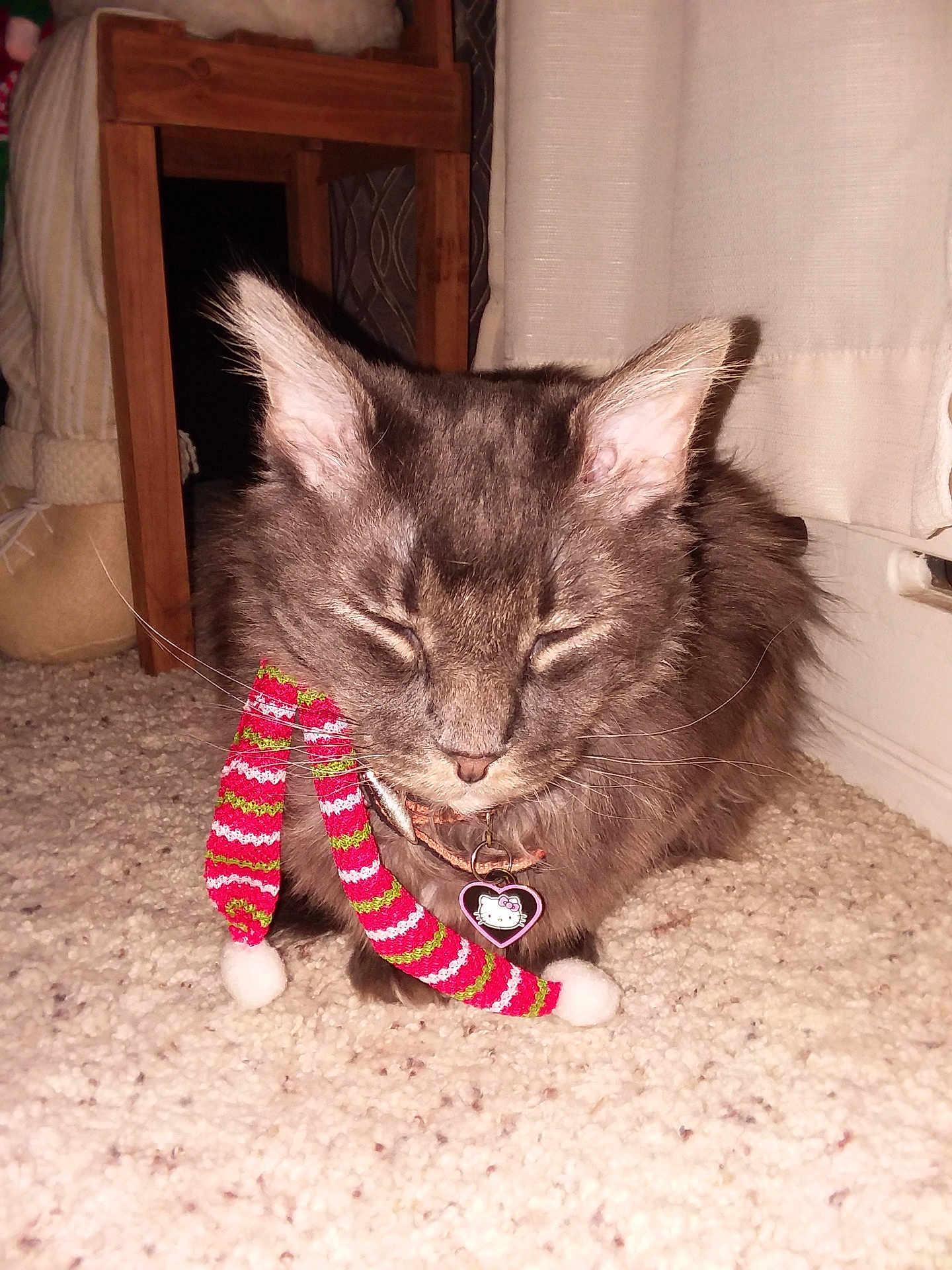 Joey Johnson is registered to the contest to win money with this photo: carpet, cat, chair, close_up, collar, curtains, cute, domestic_animal, feline, floor, fluffy, gray_cat, hello_kitty_tag, indoor, pet, pom_poms, scarf, sleepy, whiskers, wooden_furniture