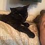 Daphne is registered to the contest to win money with this photo: black_cat, british_shorthair, carnivore, cat, domestic_short_haired_cat, fawn, felidae, fur, kitten, leg, polydactyl_cat, small_to_medium_sized_cats, tail, whiskers