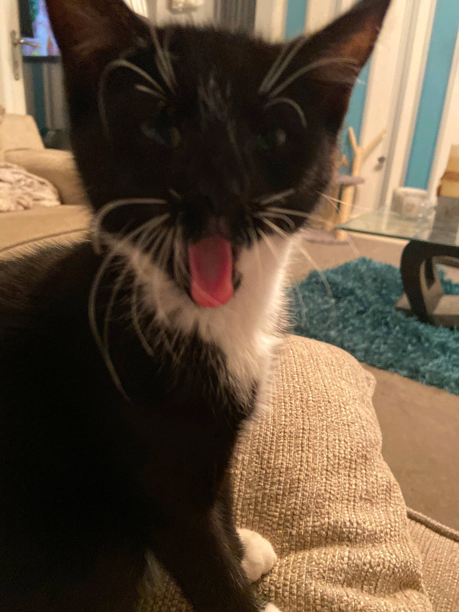 Daisy joined the competition — help win amazing prizes! asian, black_cat, carnivore, cat, ear, eye, facial_expression, felidae, fur, jaw, kitten, mouth, nose, small_to_medium_sized_cats, snout, tongue, tooth, whiskers, yawn