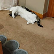 Rocky is registered to the contest to win money with this photo: cat, carpet, floor, paw_mat, curtain, wall, door, indoor, pet, sleeping, relaxed, feline, animal, corner, white, black, brown, paw, resting, household