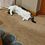 cat, carpet, floor, paw_mat, curtain, wall, door, indoor, pet, sleeping, relaxed, feline, animal, corner, white, black, brown, paw, resting, household