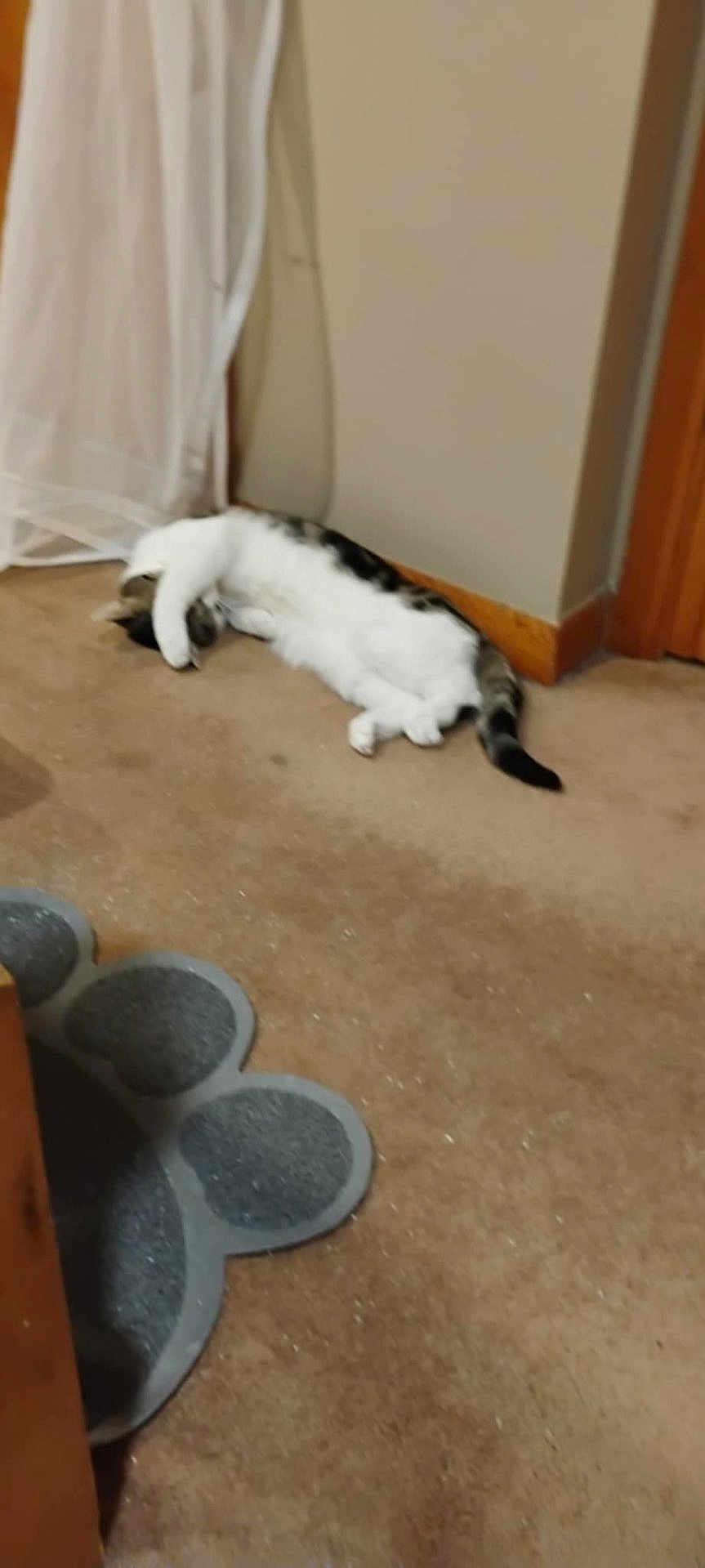 Rocky is registered to the contest to win money with this photo: cat, carpet, floor, paw_mat, curtain, wall, door, indoor, pet, sleeping, relaxed, feline, animal, corner, white, black, brown, paw, resting, household